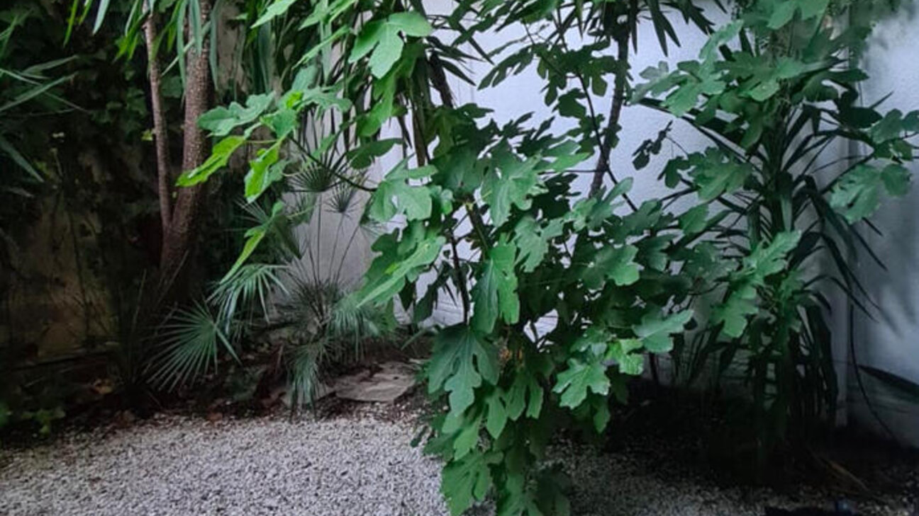 BEAU STUDIO AVEC JARDIN PRIVÉ - BEVERLY  PALACE